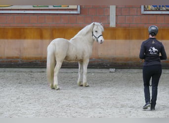 Islandpferd, Hengst, 5 Jahre, 143 cm, White