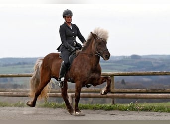 Islandpferd, Hengst, 16 Jahre, 147 cm