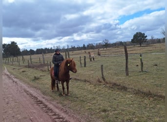 Islandpferd, Stute, 10 Jahre, 135 cm, Fuchs