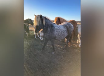 Islandpferd, Stute, 10 Jahre, 135 cm, Rappe