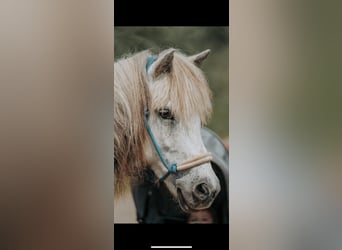 Islandpferd, Stute, 10 Jahre, 135 cm, Schimmel