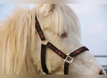 Islandpferd, Stute, 10 Jahre, 136 cm, Perlino