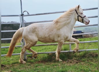 Islandpferd, Stute, 10 Jahre, 136 cm, Perlino