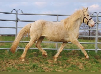 Islandpferd, Stute, 10 Jahre, 136 cm, Perlino