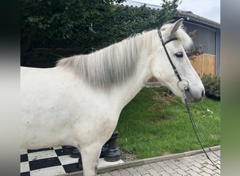 Islandpferd, Stute, 10 Jahre, 136 cm, Schimmel