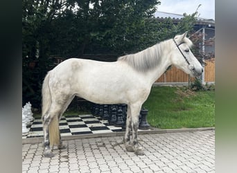 Islandpferd, Stute, 10 Jahre, 136 cm, Schimmel