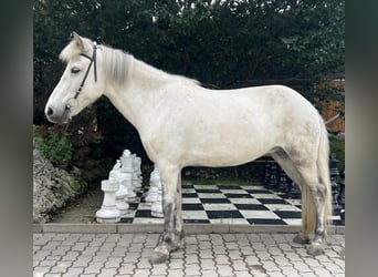 Islandpferd, Stute, 10 Jahre, 136 cm, Schimmel