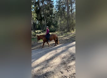 Islandpferd, Stute, 10 Jahre, 137 cm, Fuchs
