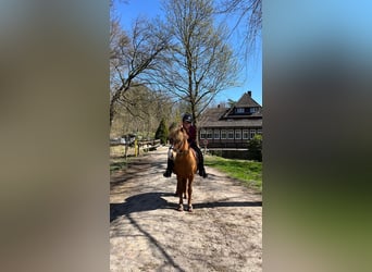 Islandpferd, Stute, 10 Jahre, 137 cm, Fuchs