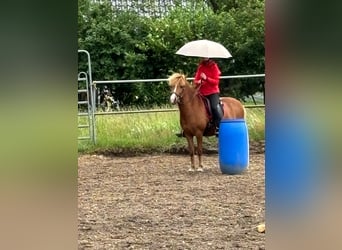 Islandpferd, Stute, 10 Jahre, 137 cm, Fuchs