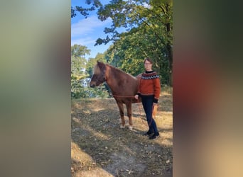 Islandpferd, Stute, 10 Jahre, 137 cm, Fuchs