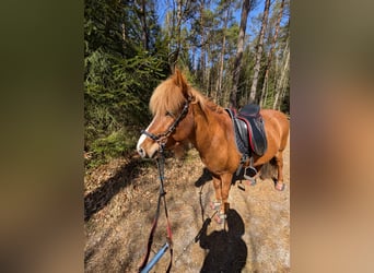 Islandpferd, Stute, 10 Jahre, 137 cm, Fuchs