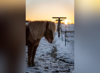 Islandpferd, Stute, 10 Jahre, 137 cm, Fuchs
