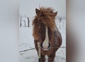 Islandpferd, Stute, 10 Jahre, 137 cm, Fuchs