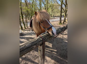 Islandpferd, Stute, 10 Jahre, 137 cm, Fuchs