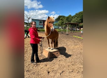 Islandpferd, Stute, 10 Jahre, 137 cm, Fuchs