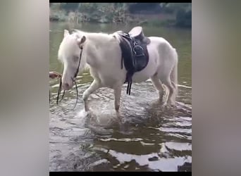 Islandpferd, Stute, 10 Jahre, 137 cm