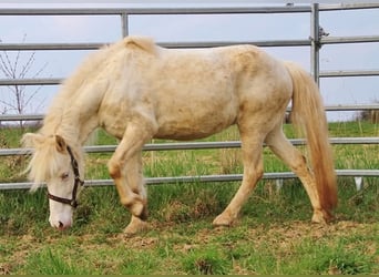 Islandpferd, Stute, 10 Jahre, 137 cm