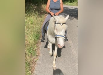 Islandpferd, Stute, 10 Jahre, 137 cm