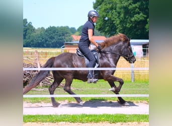 Islandpferd, Stute, 10 Jahre, 137 cm, Rappe