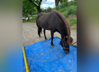Islandpferd, Stute, 10 Jahre, 137 cm, Rappe