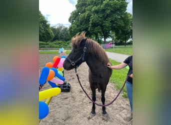 Islandpferd, Stute, 10 Jahre, 137 cm, Rappe