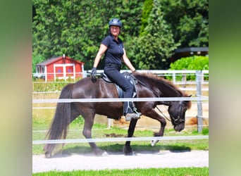 Islandpferd, Stute, 10 Jahre, 137 cm, Rappe