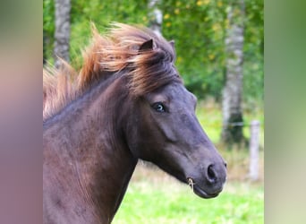 Islandpferd, Stute, 10 Jahre, 137 cm, Rappe