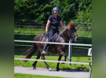 Islandpferd, Stute, 10 Jahre, 137 cm, Rappe