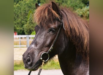 Islandpferd, Stute, 10 Jahre, 137 cm, Rappe