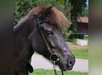 Islandpferd, Stute, 10 Jahre, 137 cm, Rappe