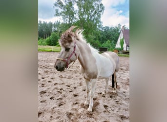 Islandpferd, Stute, 10 Jahre, 138 cm, Falbe