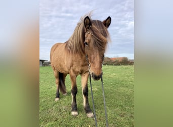 Islandpferd, Stute, 10 Jahre, 138 cm, Falbe