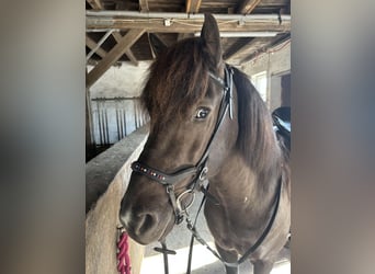 Islandpferd, Stute, 10 Jahre, 138 cm, Rappe