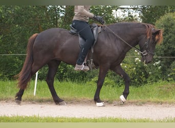 Islandpferd, Stute, 10 Jahre, 138 cm, Rappe