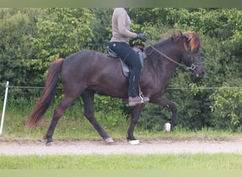 Islandpferd, Stute, 10 Jahre, 138 cm, Rappe
