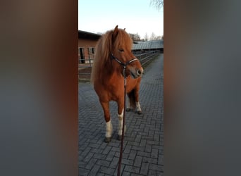 Islandpferd, Stute, 10 Jahre, 138 cm, Schecke