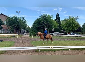 Islandpferd, Stute, 10 Jahre, 138 cm, Schecke