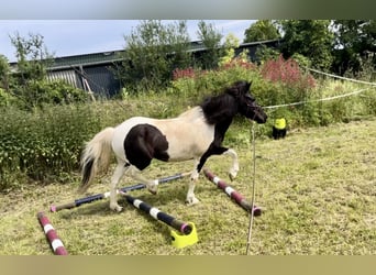 Islandpferd, Stute, 10 Jahre, 138 cm, Schecke