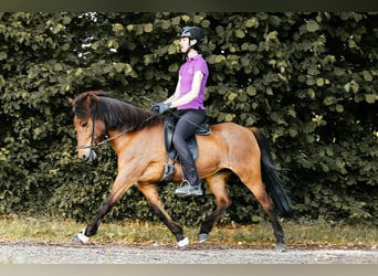 Islandpferd, Stute, 10 Jahre, 139 cm, Brauner