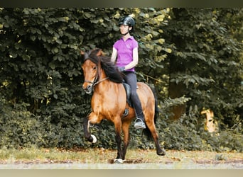 Islandpferd, Stute, 10 Jahre, 139 cm, Brauner