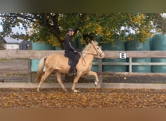 Islandpferd, Stute, 10 Jahre, 140 cm, Palomino