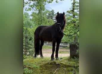 Islandpferd, Stute, 10 Jahre, 140 cm, Rappe