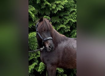 Islandpferd, Stute, 10 Jahre, 140 cm, Rappe