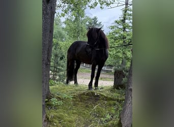 Islandpferd, Stute, 10 Jahre, 140 cm, Rappe