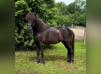 Islandpferd, Stute, 10 Jahre, 140 cm, Rappe