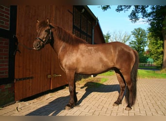 Islandpferd, Stute, 10 Jahre, 140 cm, Rappe