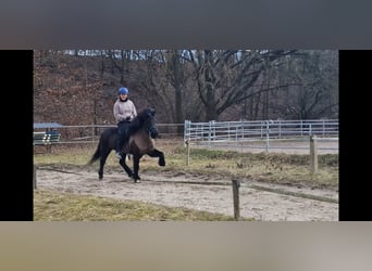 Islandpferd, Stute, 10 Jahre, 140 cm, Rappe