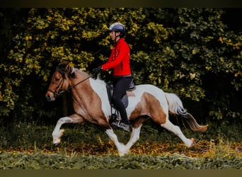 Islandpferd, Stute, 10 Jahre, 140 cm, Schecke