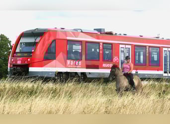 Islandpferd, Stute, 10 Jahre, 142 cm, Falbe